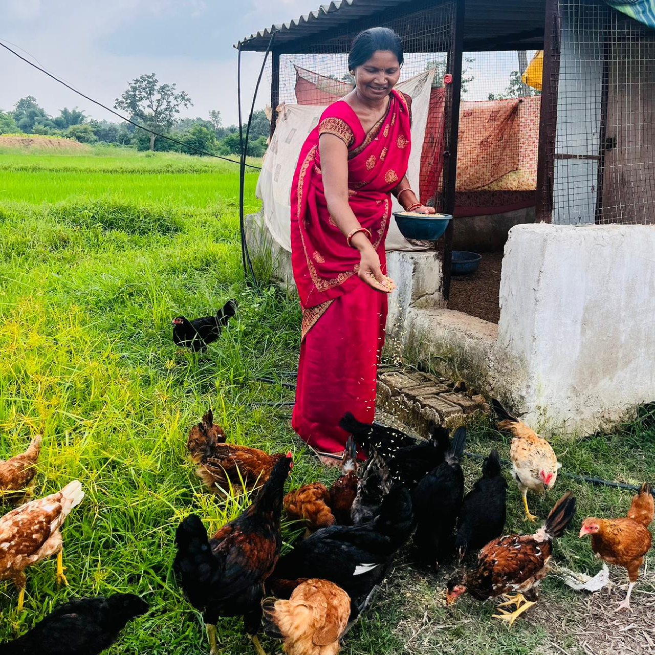 CG : एकीकृत कृषि और आजीविका के लिए 'दीदी के बखरी' से आ रही नई क्रांति कांकेर जिले की पहल