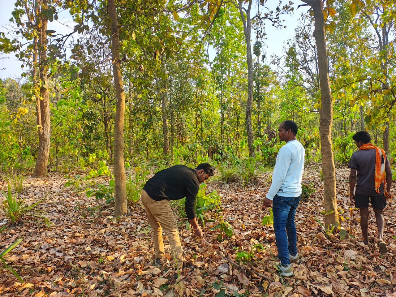 CG : बाघ गणना का कार्य सफलतापूर्वक संपन्न