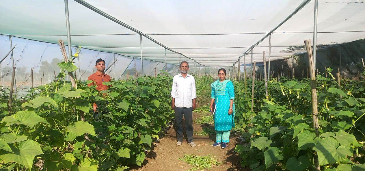 CG : राष्ट्रीय बागवानी मिशन: किसान मनीष मिश्रा ने खीरे की फसल से प्राप्त की 02 लाख रुपये की आमदनी