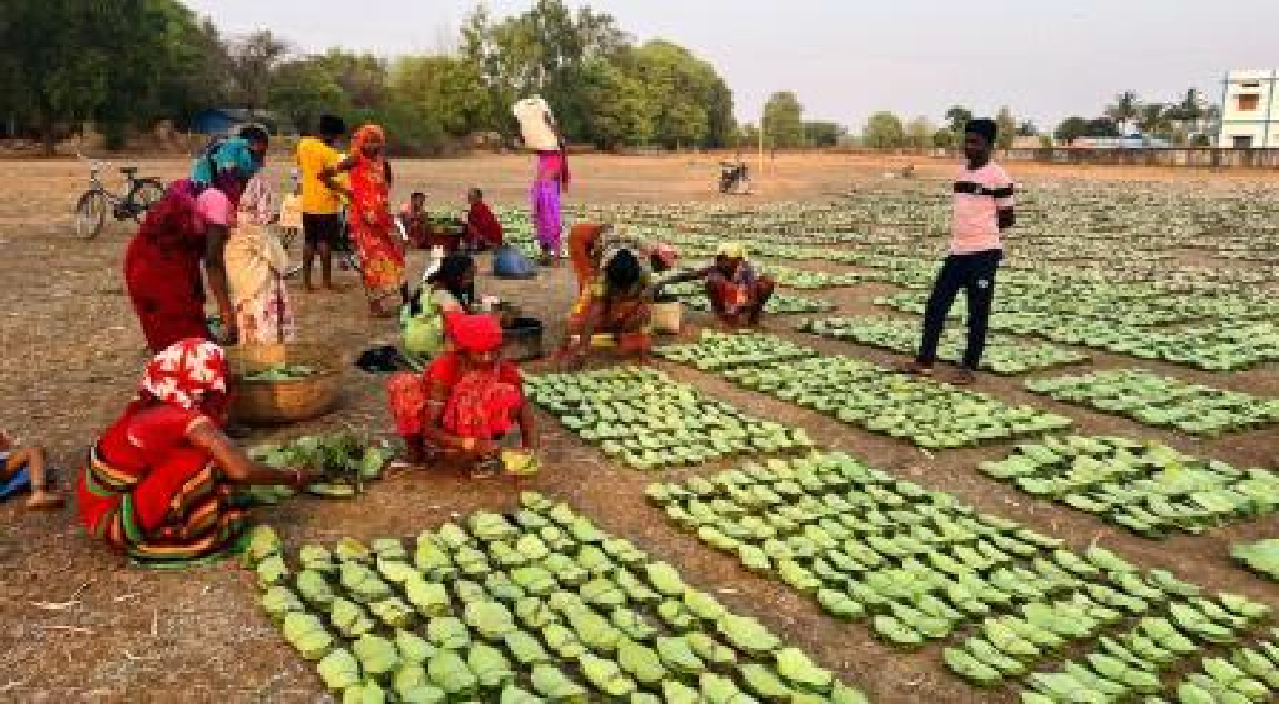 CG : हरा सोना संग्राहकों की बढ़ेगी आय, 920 करोड़ का होगा संभावित भुगतान…