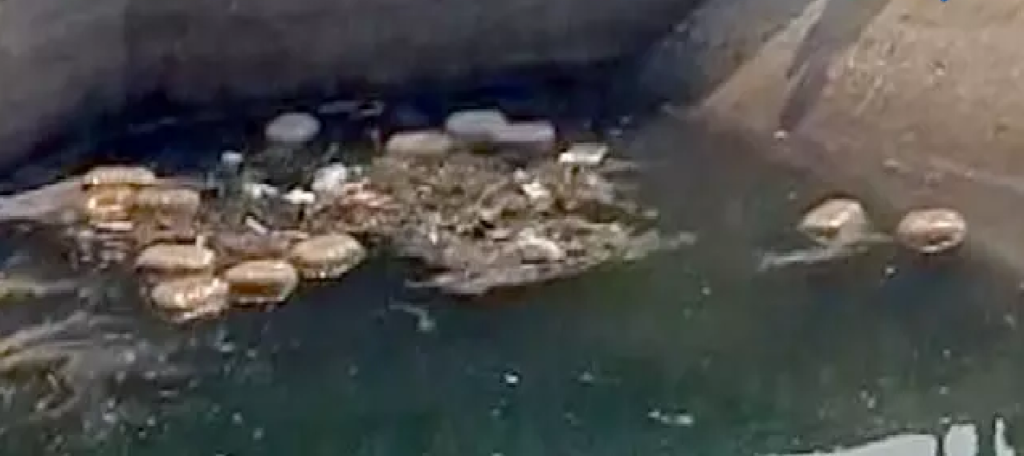 CG : पुलिस की चेकिंग चल रही थी, नहर में गांजा फेंककर भाग खड़े हुए तस्कर…