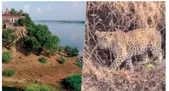 नर्मदा में बोटिंग के दौरान चट्टानों पर आराम करता दिखा तेंदुआ, पर्यटकों में मची हलचल