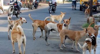 प्रदेश में खूंखार हो रहे स्ट्रीट डॉग्स, जानिए क्यों? एक्सपर्ट बोले: गर्मी में आक्रामक हो जाते हैं; सतना में 3 घंटे में 40 लोगों को काटा