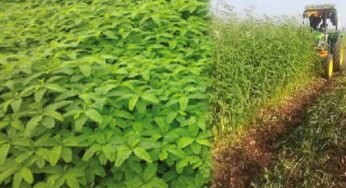 हरी खाद- खेती में बढ़ेगा उत्पादन, मिट्टी की सेहत होगी बेहतर