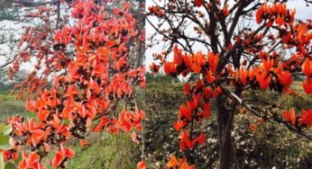 सफलता की कहानी: पलाश फूल से बढ़ती आजीविका और समृद्धि
