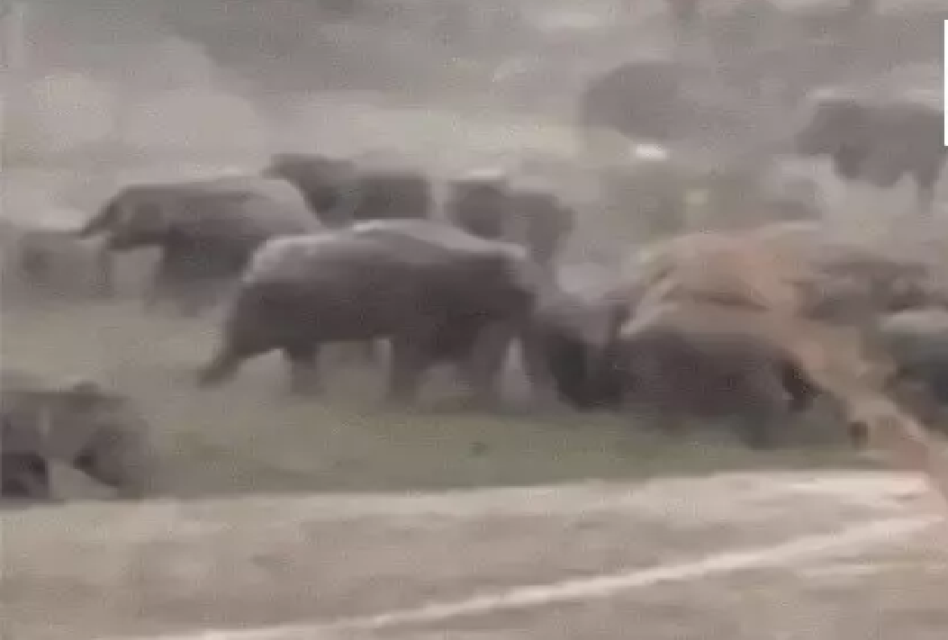 CG : रायगढ़ में 123 हाथियों की मौजूदगी, ग्रामीणों में दहशत …