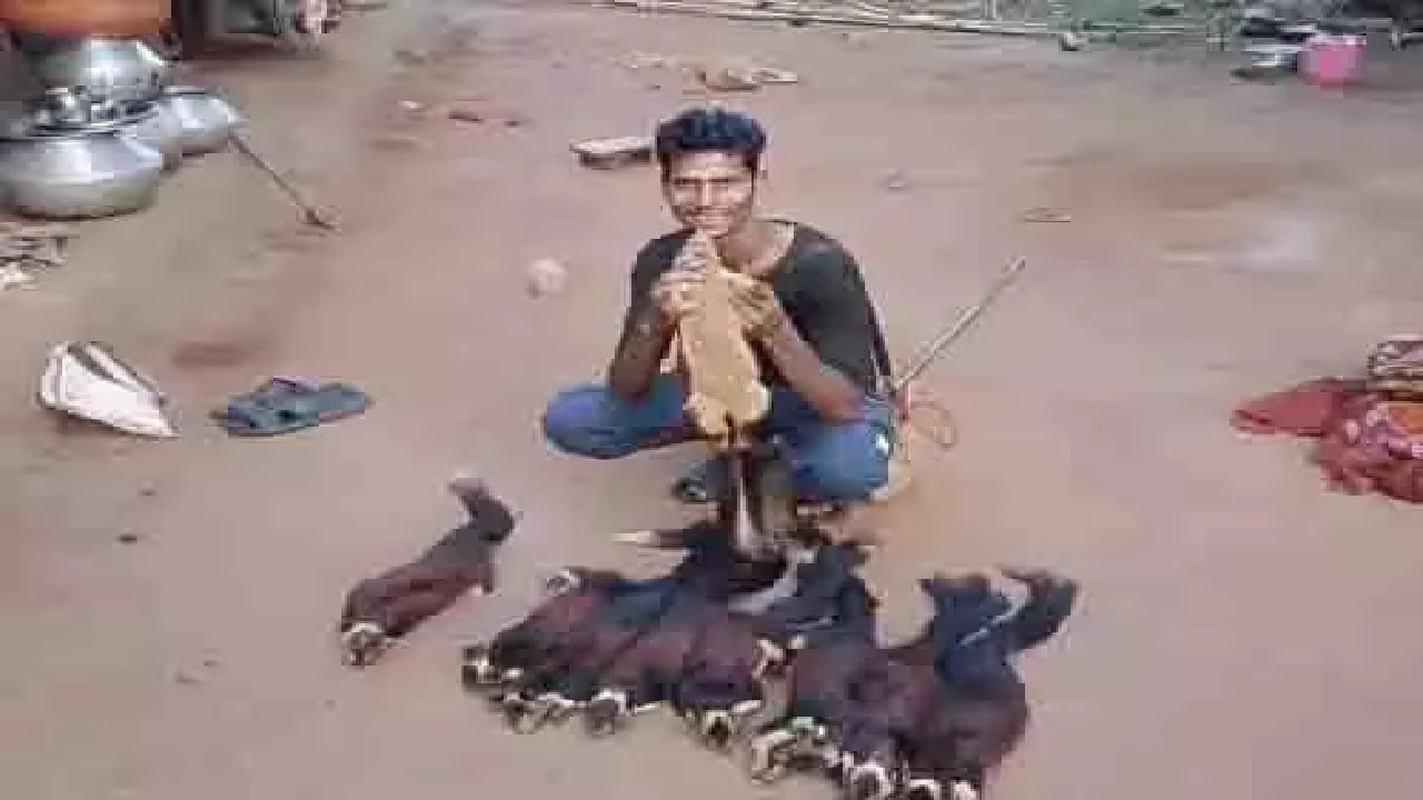 CG : राजकीय पशु 'शेकरू' का शिकार करने वाला पकड़ाया, ऐसे दबोचा गया …