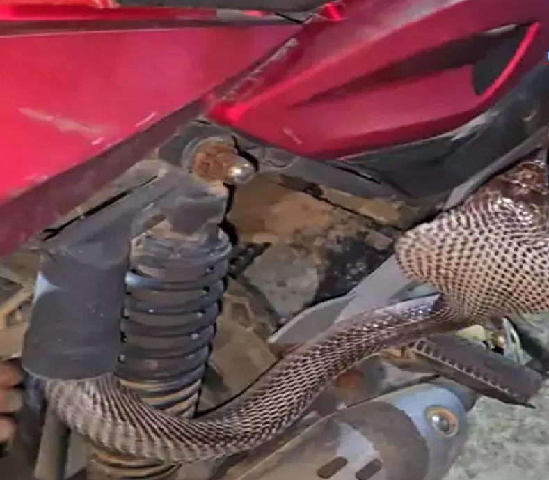 CG: बाइक सीट के नीचे मिला 6 फीट का कोबरा, रेस्क्यू टीम ने सुरक्षित निकाला …