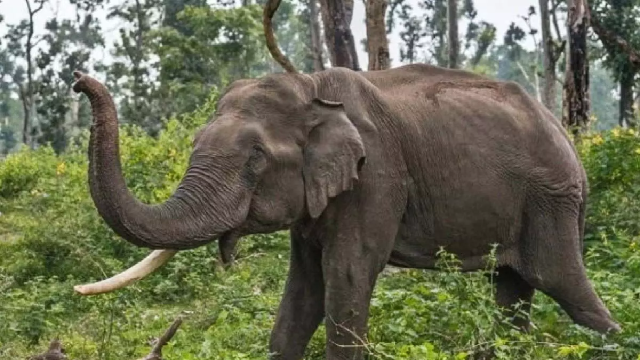 CG : हाथी ने पत्नी के सामने पति को उठाकर पटका, मौत …