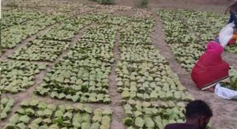 बारिश-ओलों की मार से तेंदूपत्ता खराब, मौसम की मार से संग्रहण भी प्रभावित