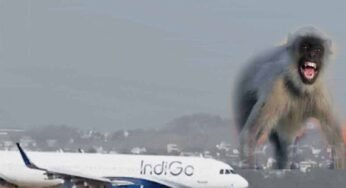 Lucknow एयरपोर्ट पर रनवे पर आया बंदर, रायपुर फ्लाइट की लैंडिंग के वक्त लगा इमरजेंसी ब्रेक
