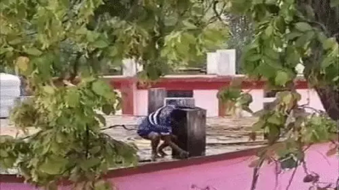 CG : अधिकारी के पालतू तोते को पकड़ने जुटा रहा अमला, रेस्क्यू के चक्कर में पानी की बर्बादी …