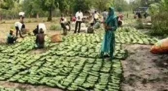 CG : सुकमा में तेंदूपत्ता संग्रहण जारी, 35 हजार से अधिक बोरे का हुआ संग्रहण …