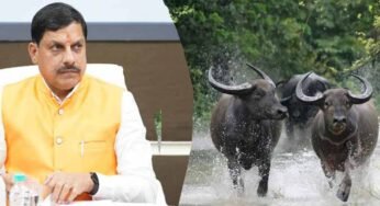 कान्हा में लौटेगी जंगली भैंसे : काजीरंगा से शुरू हो रहा ऐतिहासिक ट्रांसलोकेशन