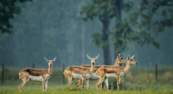 छत्तीसगढ़ का बरनवापारा अभयारण्य बना विलुप्ति के कगार पर पहुंचे काले हिरणों के पुनर्जीवन का मजबूत उदाहरण