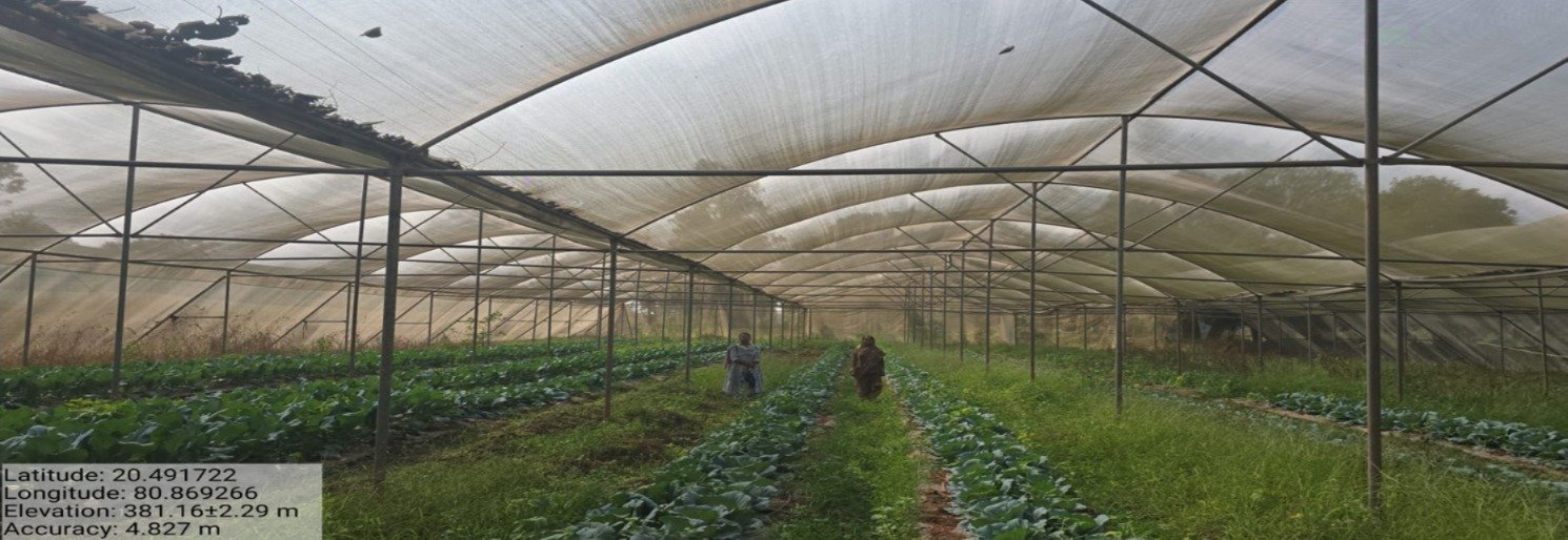 मोहला : सब्जी उत्पादन में नवाचार:आधुनिक तकनीक अपनाकर मैना बाई बनीं सफल उद्यानिकी कृषक