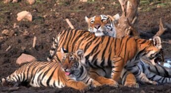 54 बाघों की मौत से हिला सिस्टम, रिजर्व के बाहर भी मिलेगा स्पेशल प्रोटेक्शन, जानिए नई TOTR स्कीम