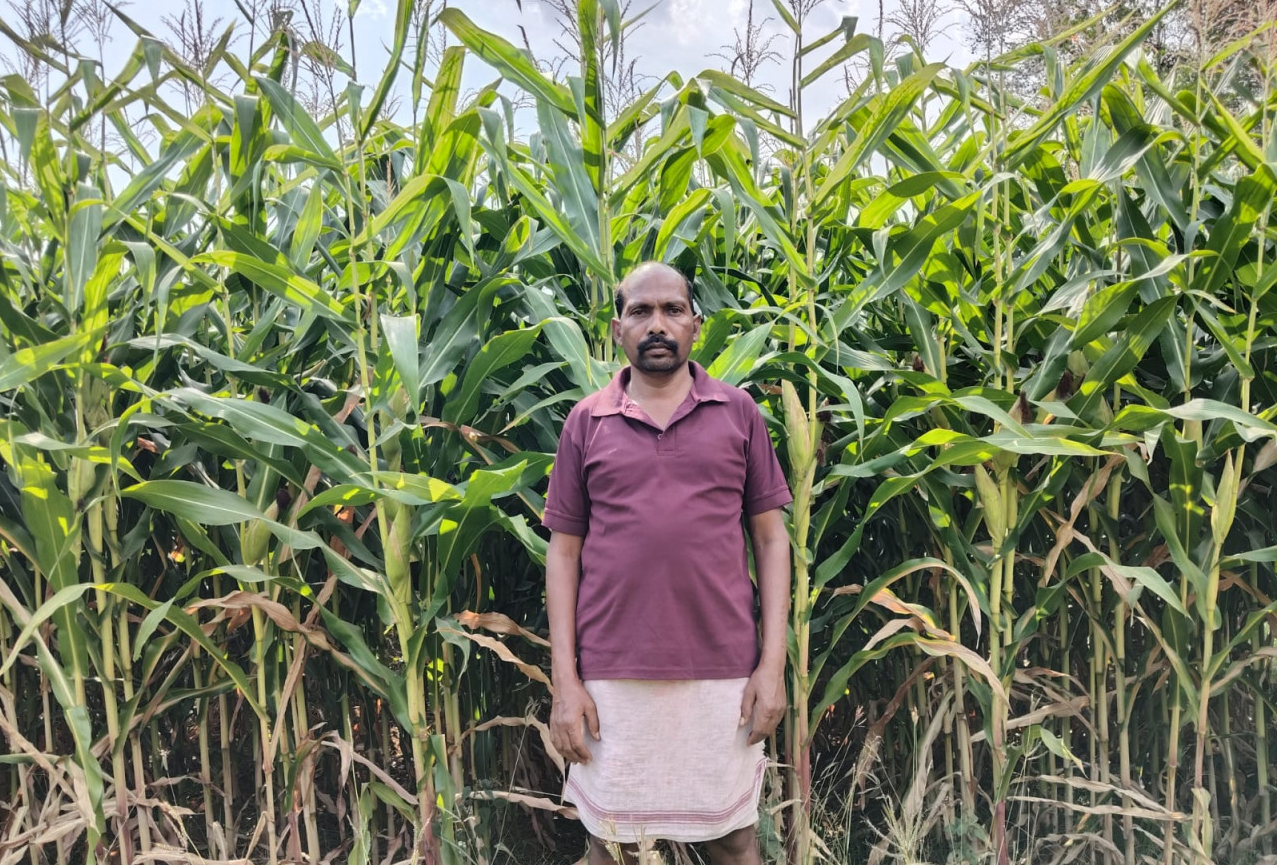 CG : ग्रीष्मकालीन धान के स्थान पर दलहन और मक्का को अपना रहे सरगुजा के किसान