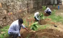 राजनांदगांव : सार्वजनिक व खाली स्थानों पर हरियाली बढ़ाने लगाए गए पौधे…