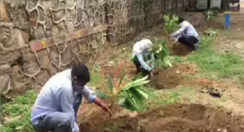 राजनांदगांव : सार्वजनिक व खाली स्थानों पर हरियाली बढ़ाने लगाए गए पौधे…