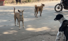 राजनांदगांव : अनुपम नगर क्षेत्र में लावारिस कुत्तों की संख्या बढ़ रही, लोग सहमे हुए हैं…