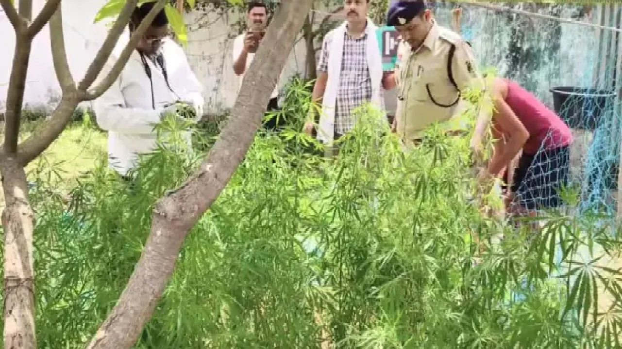 CG : चतुर ग्रामीण के मंसूबे पर पुलिस ने फेरा पानी, घर की बाड़ी में उगाया था गांजा