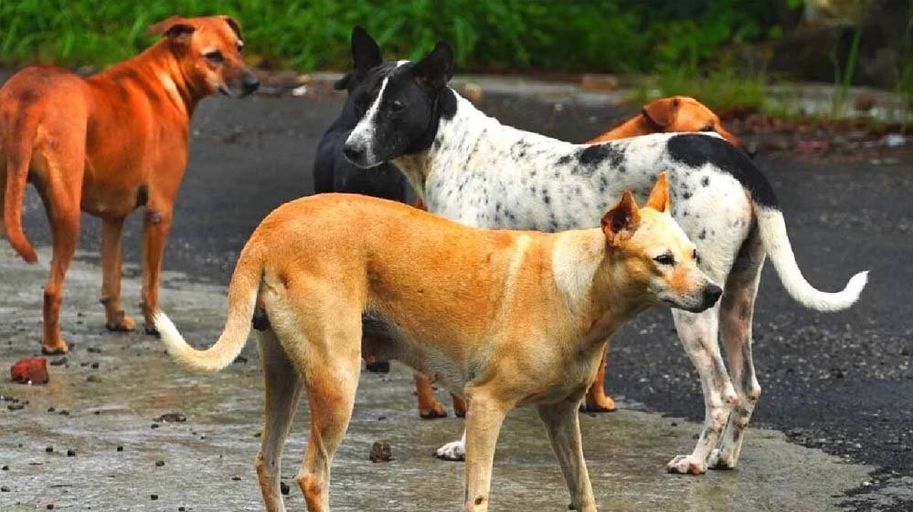 भोपाल में आवारा कुत्तों का आतंक, रोज 81 लोग डॉग बाइट का शिकार; सुप्रीम कोर्ट सख्त