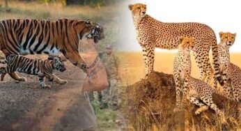नौरादेही में टाइगर और चीता सुरक्षा के लिए पूर्व सैनिक होंगे जिम्मेदार, वन अपराध पर लगाम