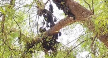 छत्तीसगढ़ में गर्मी का कहर, हीट स्ट्रोक से 500 से ज्यादा चमगादड़ों की मौत