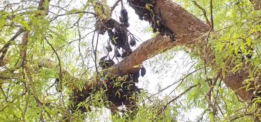 छत्तीसगढ़ में गर्मी का कहर, हीट स्ट्रोक से 500 से ज्यादा चमगादड़ों की मौत