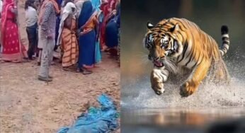 बांधवगढ़ में खूनी बाघ का आतंक! घर में घुसकर महिला को मार डाला, 3 परिजन घायल