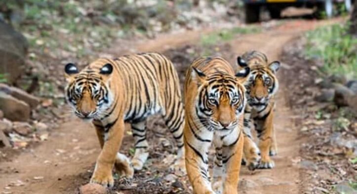 पेंच टाइगर रिजर्व में पेंच एडवांस वार्निंग सिस्टम से होगी वन्यजीव संरक्षण की निगरानी