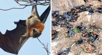 नौतपा की भीषण गर्मी से बालाघाट बेहाल, मलाजखंड में पारा 45 डिग्री पार