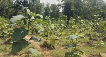 बिलासपुर में वन विकास निगम की हरित क्रांति