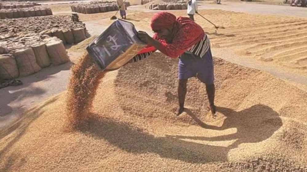 समर्थन मूल्य पर 13.27 लाख किसानों से हुआ 102 लाख मीट्रिक टन गेहूं का उपार्जन
