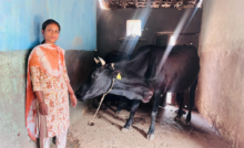 CG : उन्नत नस्ल की गायों ने बदली सरस्वती पैंकरा की जिंदगी, बनीं आत्मनिर्भरता की मिसाल