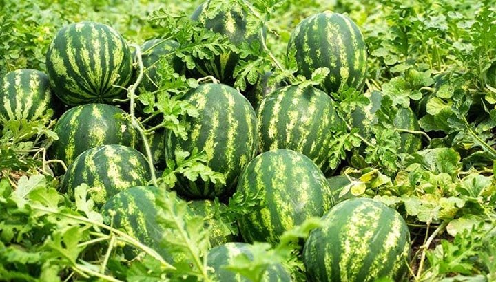 मालवा-निमाड़ में फसल विविधीकरण का असर, केला-चिया-सीताफल जैसी हाई वैल्यू फसलों से बढ़ रही किसानों की आय