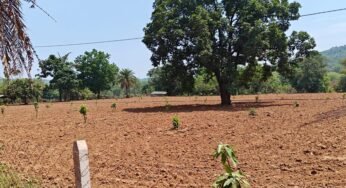 नारायणपुर का मॉडल बना मिसाल, किसानों के खेतों में फलदार क्रांति