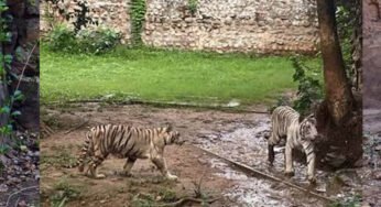 कान्हा में CDV का खतरा, ग्वालियर जू अलर्ट पर; बाघिन मीरा के तीनों शावक फिलहाल आइसोलेशन में रहेंगे