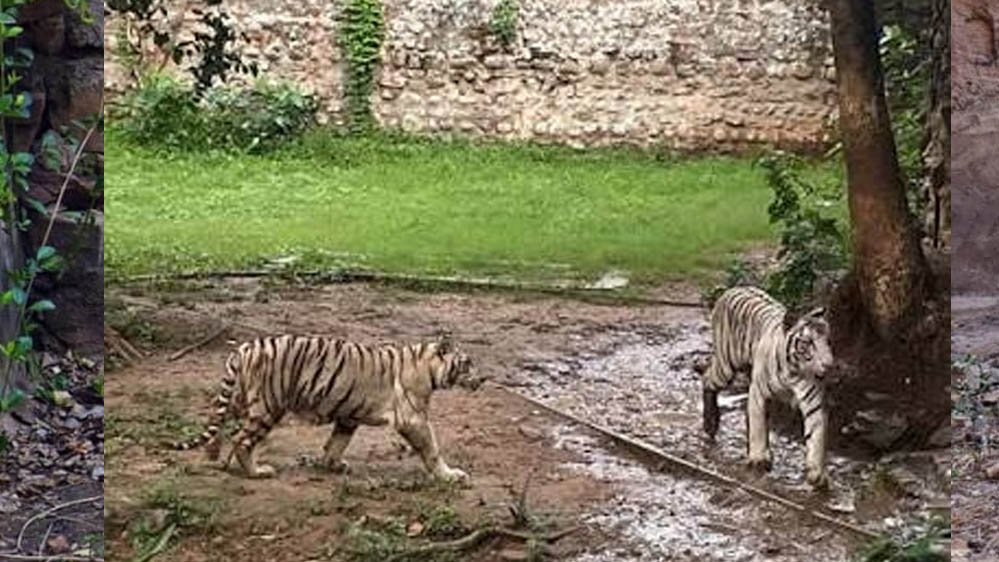 कान्हा में CDV का खतरा, ग्वालियर जू अलर्ट पर; बाघिन मीरा के तीनों शावक फिलहाल आइसोलेशन में रहेंगे