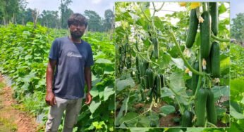 उद्यानिकी विभाग की योजना से बदली किसान की किस्मत, खीरे की वैज्ञानिक खेती बनी वरदान