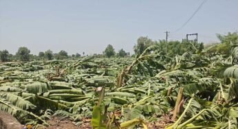 बुरहानपुर में आंधी-बारिश से तबाह केला फसल, CM मोहन यादव ने तय की मुआवजा राशि