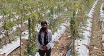 पारंपरिक खेती छोड़ करेले से बदली किस्मत, किसान दीपक ने कमाए 2.95 लाख रुपये का शुद्ध मुनाफा