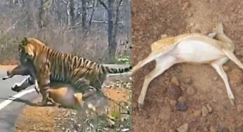 कटनी के जंगल में तालाब में जहर घोलने से 14 चीतल-सांभरों की मौत, बाघों पर भी मंडराया खतरा