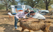 एक कॉल पर घर पहुंच रही पशु चिकित्सा सेवा, ग्रामीण पशुपालकों के लिए वरदान बनी मोबाइल यूनिट ...
