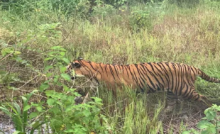 CG : पर्यटक आज से टाइगर रिजर्व और वन्यजीव अभयारण्य नहीं घूम पाएंगे …