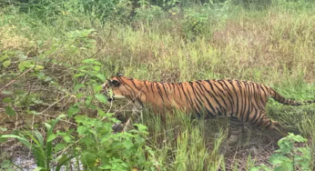 CG : पर्यटक आज से टाइगर रिजर्व और वन्यजीव अभयारण्य नहीं घूम पाएंगे …