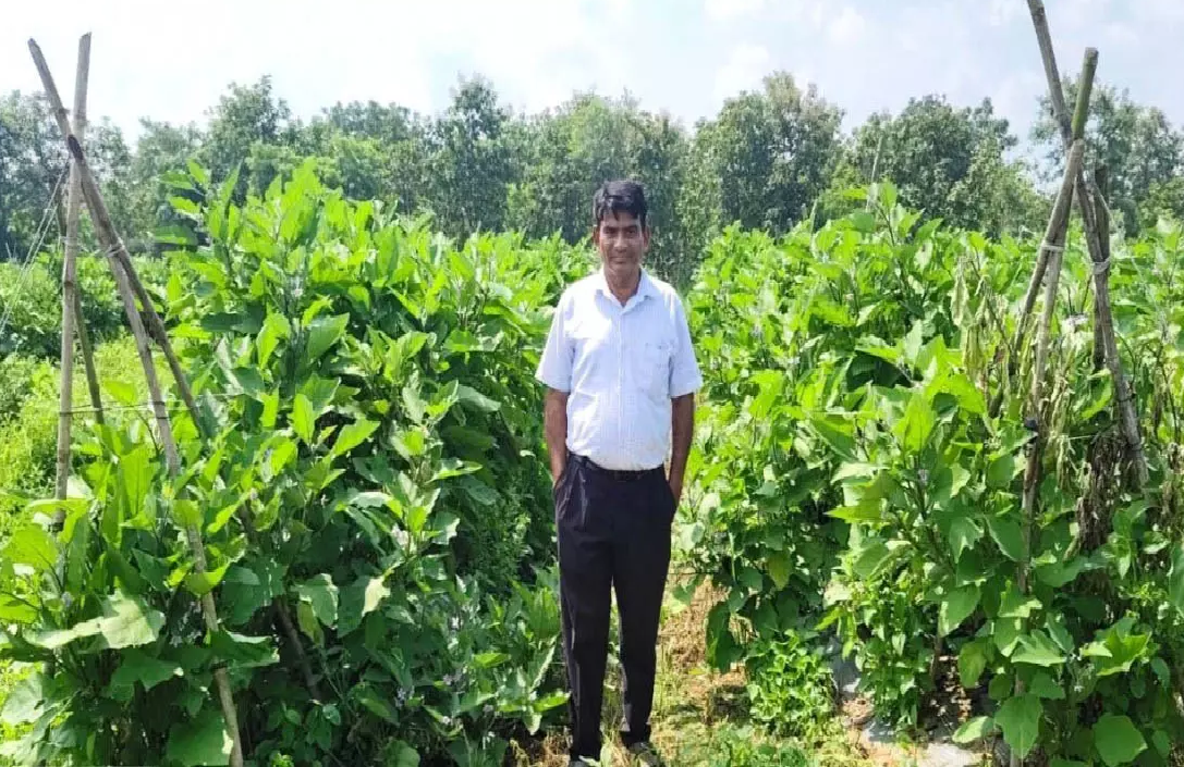CG : ग्राफ्टेड बैंगन की खेती से क्रांति चंद्राकर की आय में हुआ इजाफा …