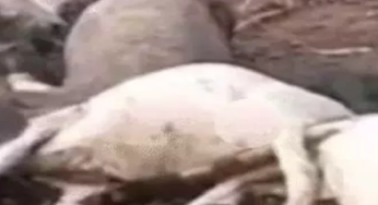 CG : आसमानी बिजली से 40 पशुओं की मौत …