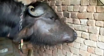 CG : मानसून में बढ़ा गलघोंटू बीमारी का खतरा, पशुपालकों से समय पर टीकाकरण कराने की अपील…